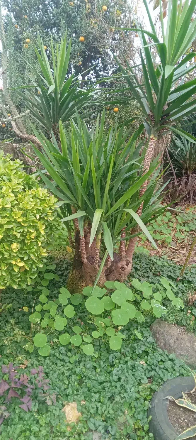 فروش گل یوگا|گل و گیاه طبیعی|لیسار, |دیوار