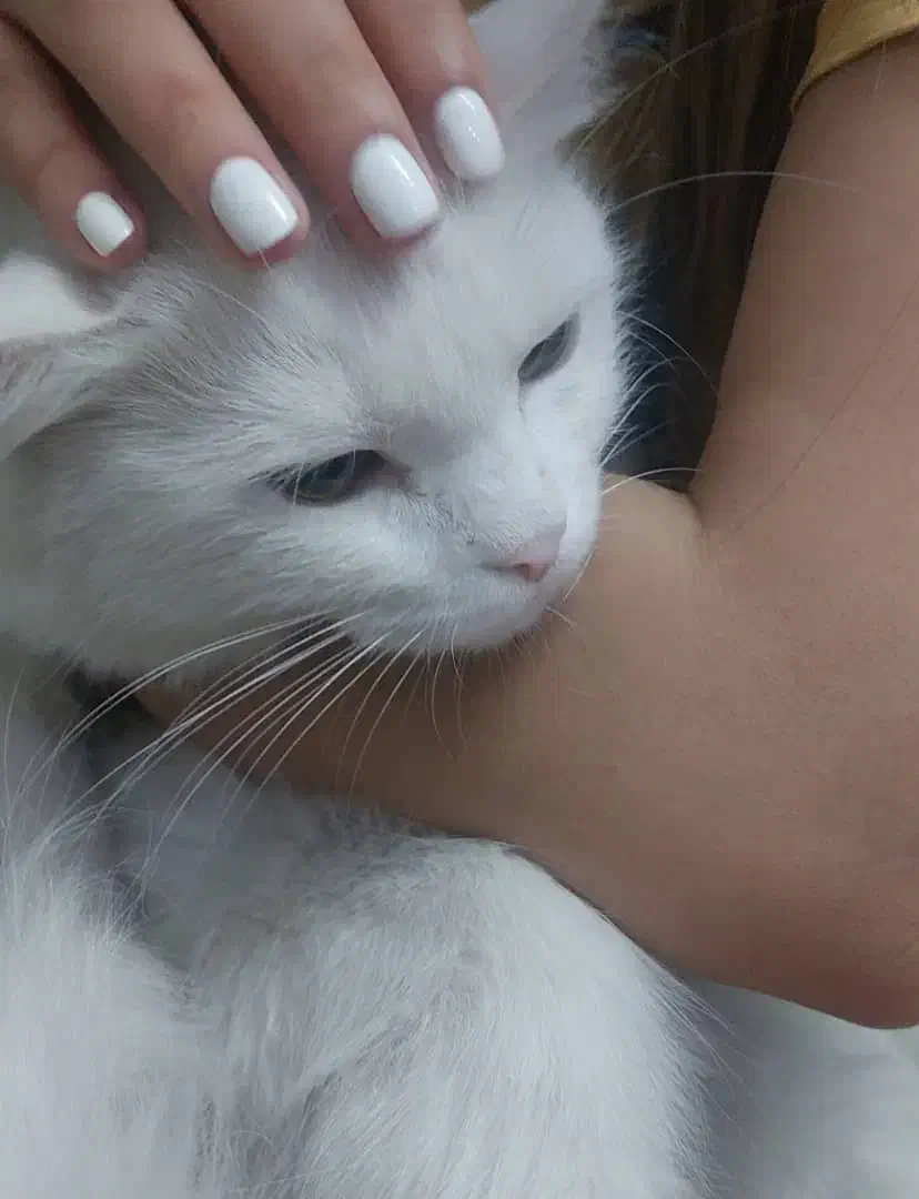 واگذاری گربه|گربه|اهواز, آریاشهر|دیوار