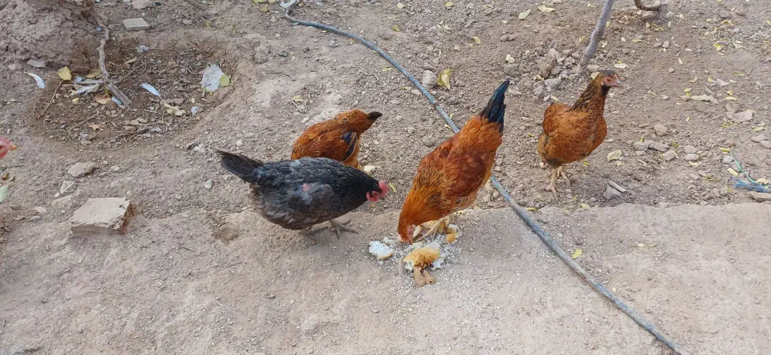 دو عدد مرغ و یک خروس دو جوجه|حیوانات مزرعه|اسفراین, |دیوار