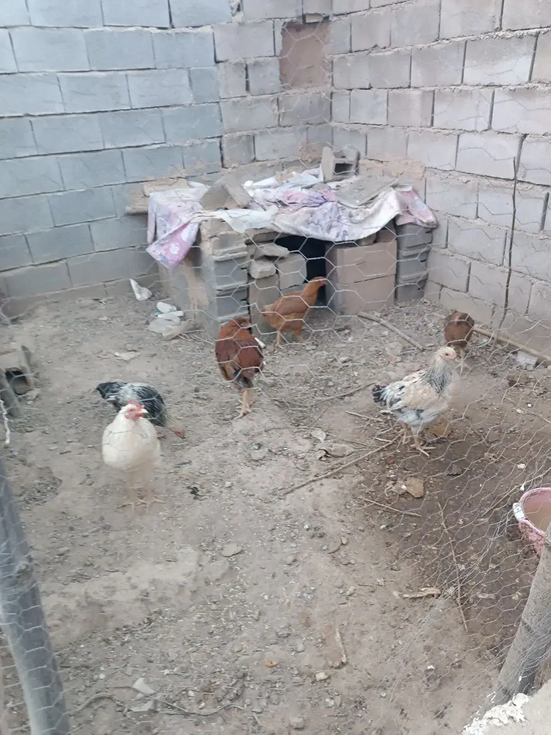 8تا مرغ و خروس|حیوانات مزرعه|آشخانه, |دیوار