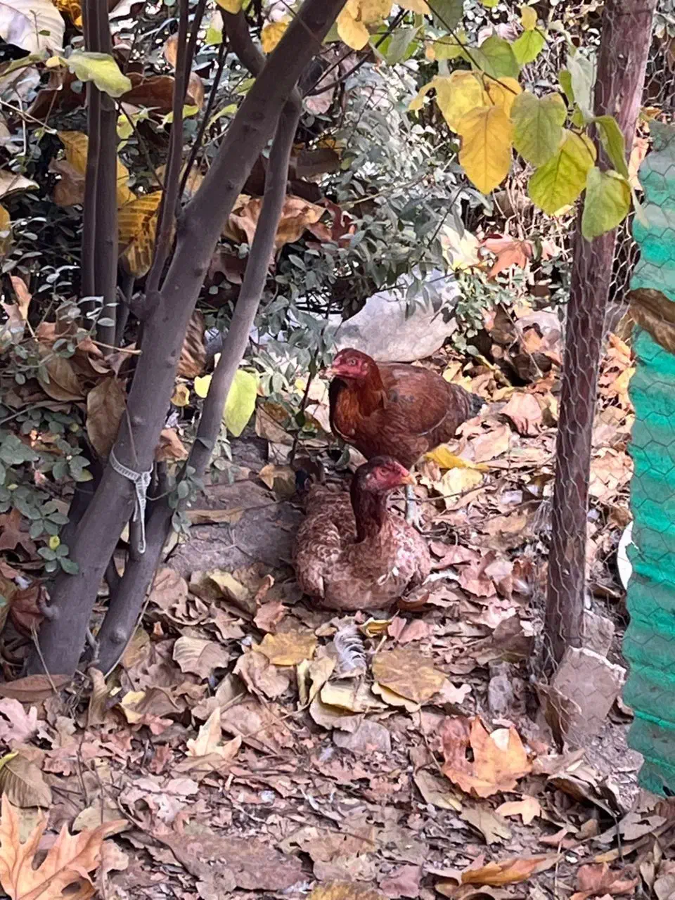 مرغ لاری|حیوانات مزرعه|آسارا, |دیوار