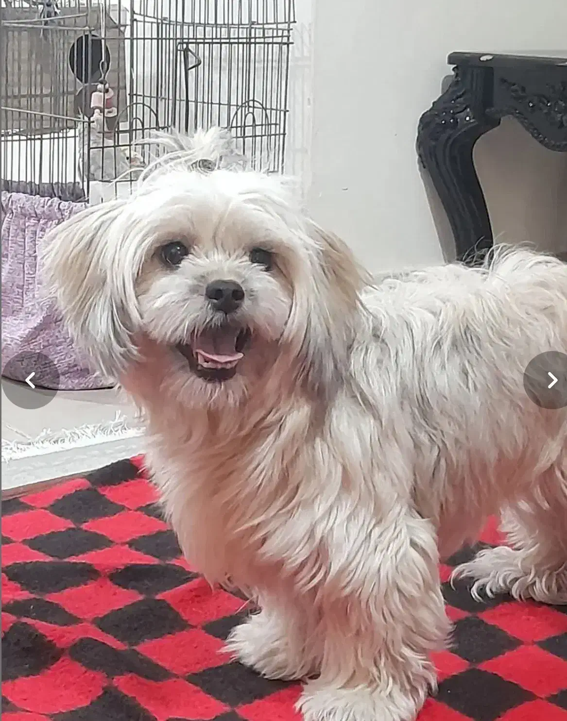 حیوان خانگی|سگ|سقز, |دیوار