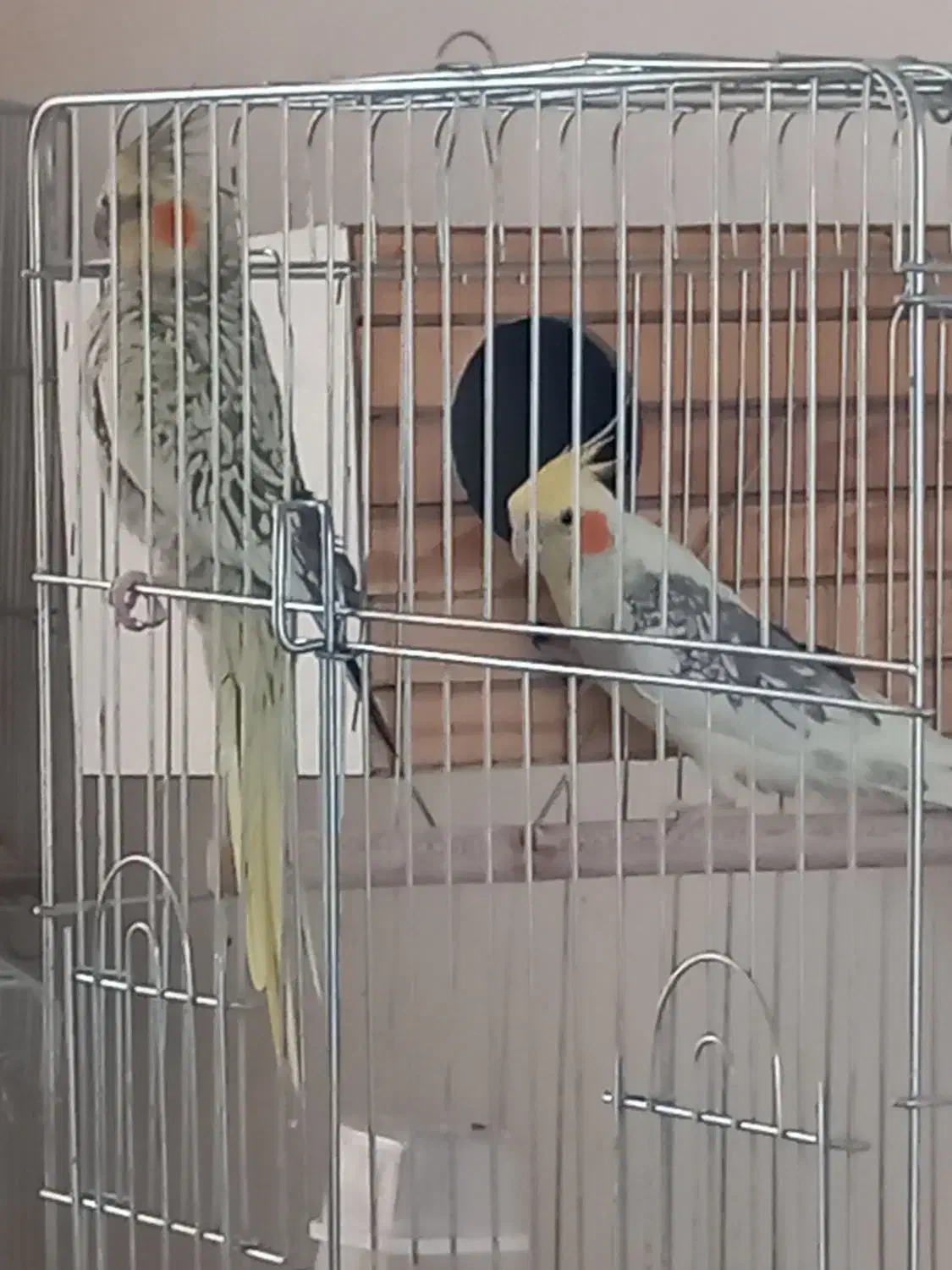 عروس هلندی مولد|پرنده|آبیک, |دیوار