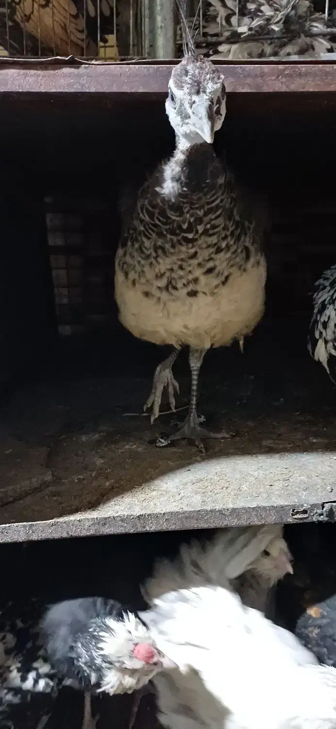 طاووس مصری|پرنده|کرمان, |دیوار