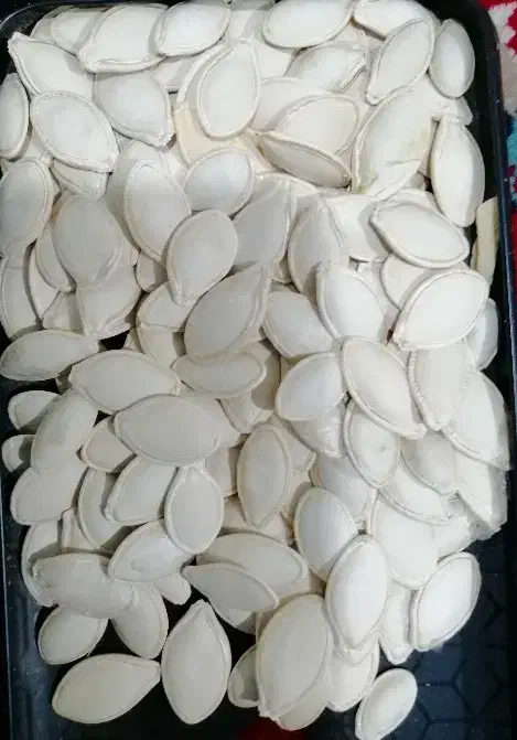 کدو اجیلی لوکس|عمده‌فروشی|اقلید, |دیوار