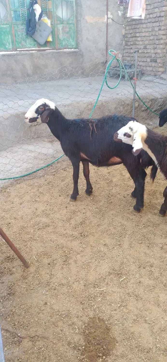 بره ماده|حیوانات مزرعه|فیروزآباد (لرستان), |دیوار