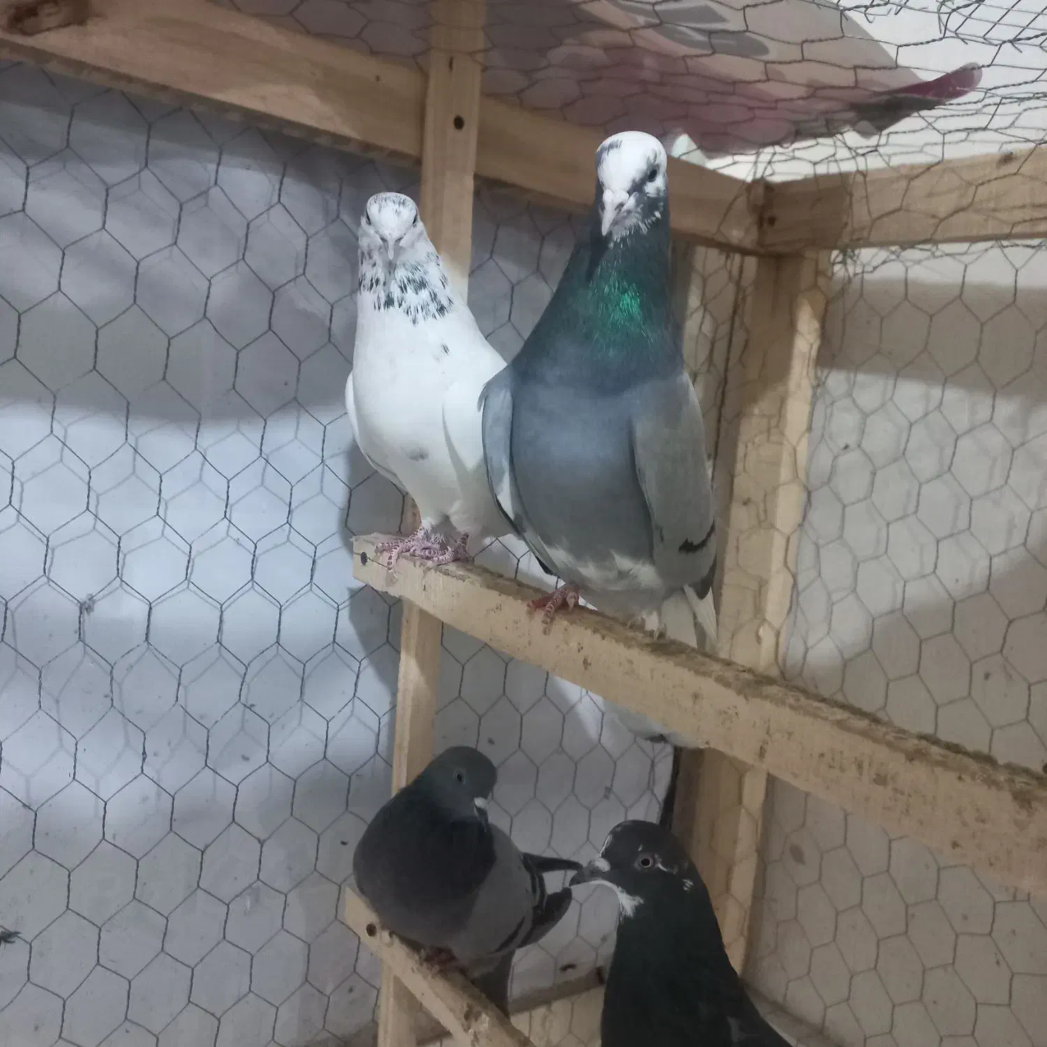 کبوتر قهوه خانه|پرنده|نقده, |دیوار