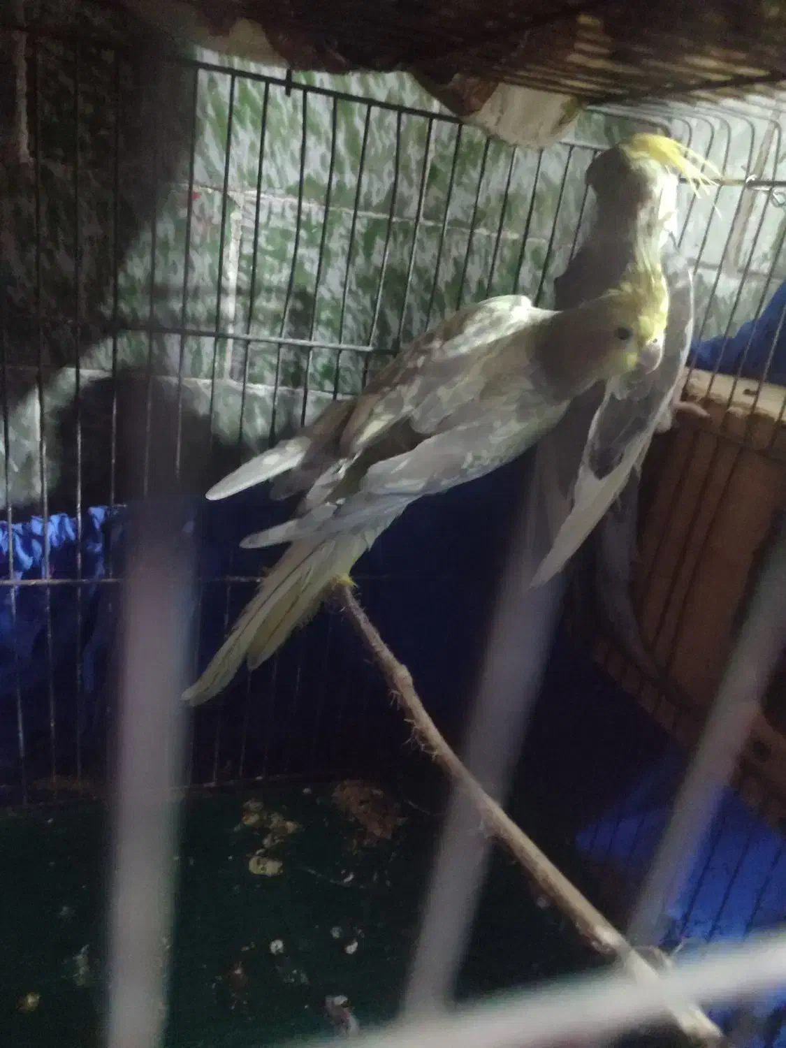 عروس هلندی جفت|پرنده|پاکدشت, کبودگنبد|دیوار