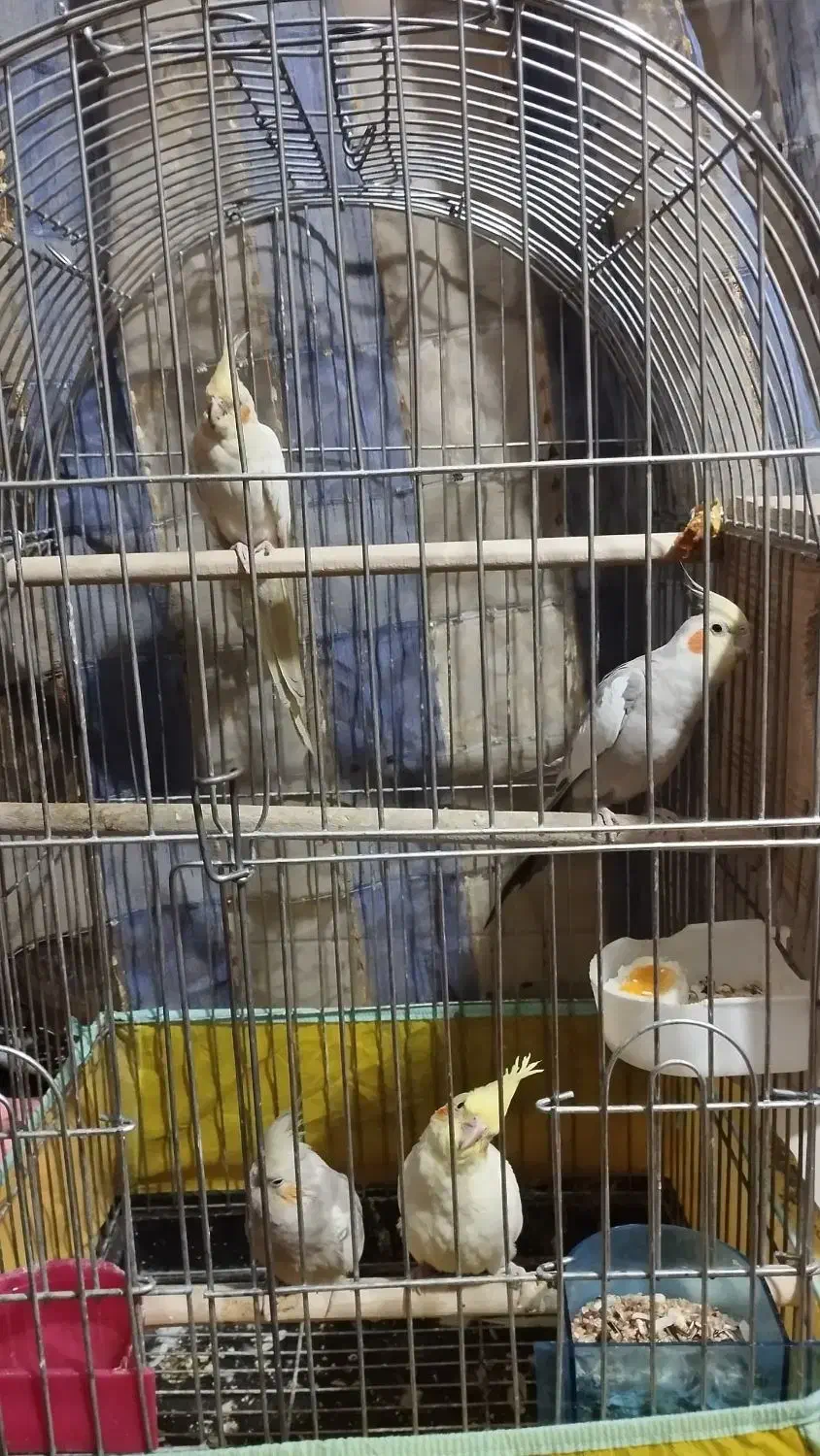 عروس هلندی تخم گذار|پرنده|یزد, |دیوار