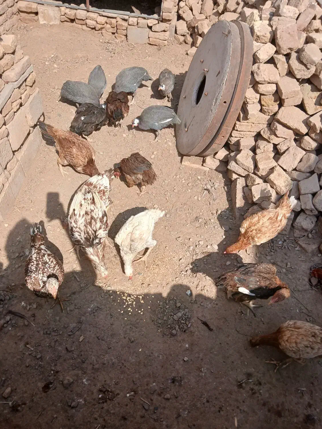 مرغ خروس لاری|حیوانات مزرعه|تربت جام, حافظ|دیوار