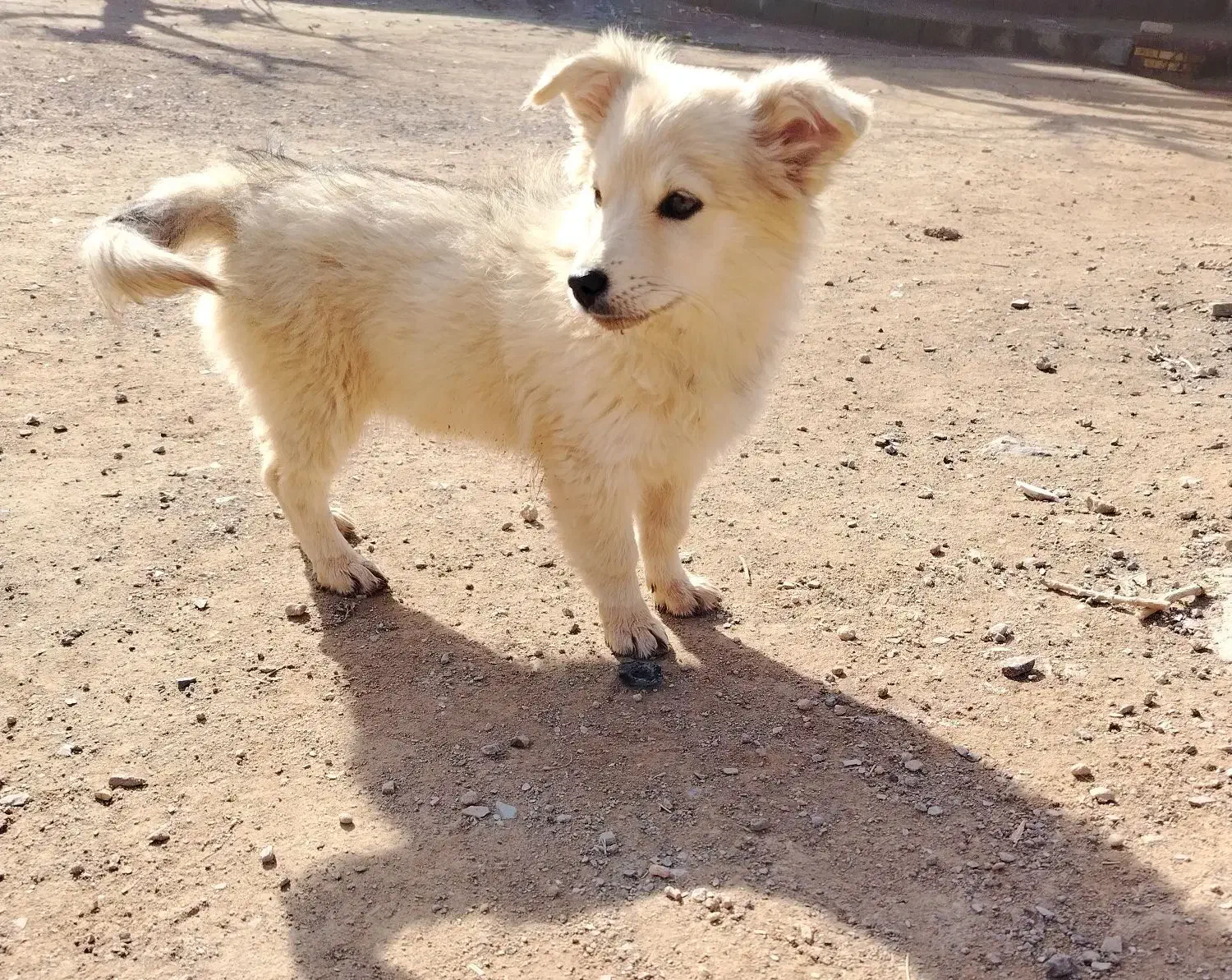 سگ پاپی|سگ|تربت‌حیدریه, باغ سلطانی|دیوار