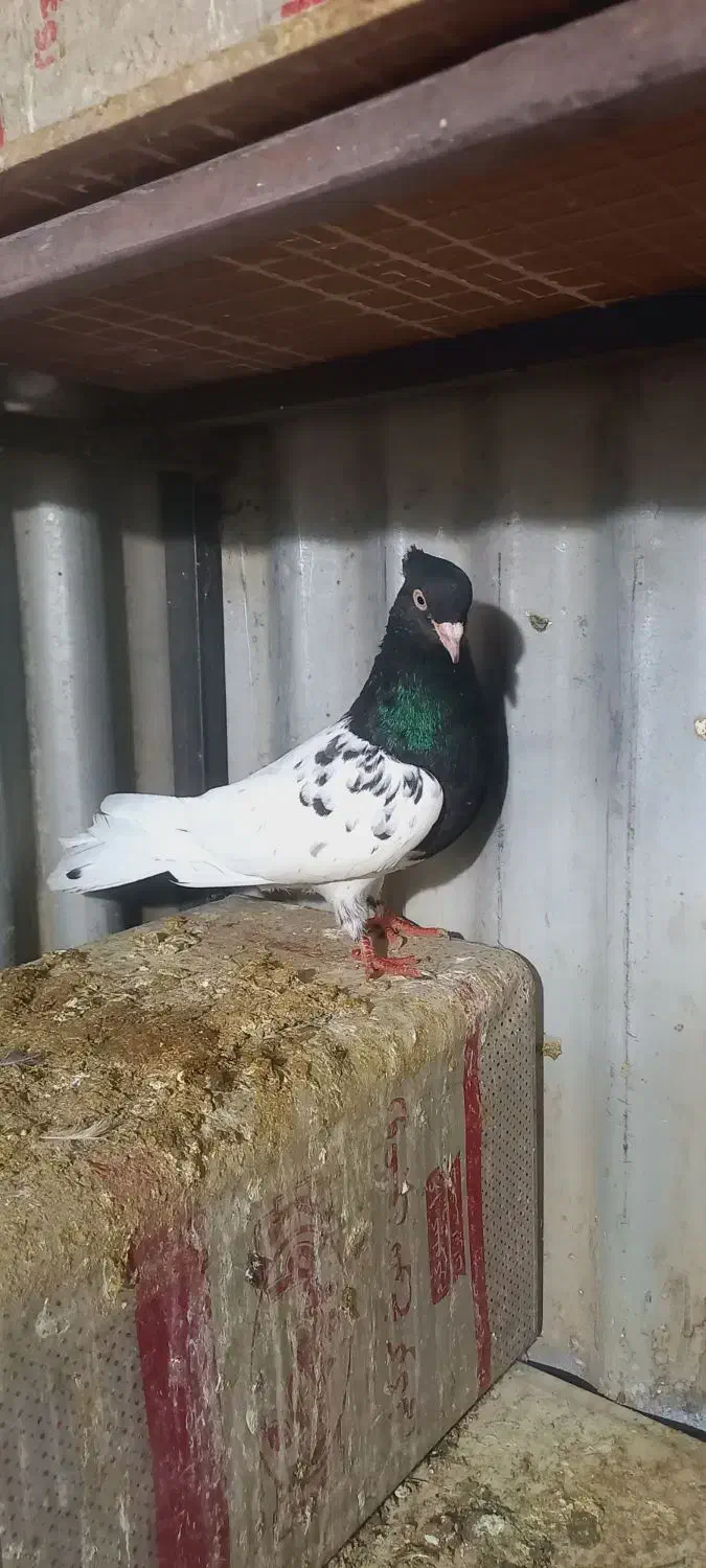 کله سیاه|پرنده|آباده, |دیوار