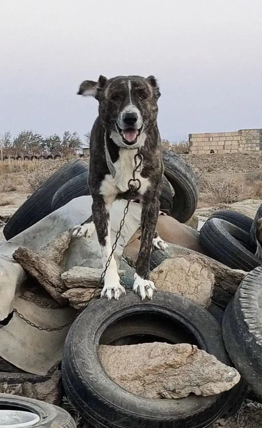 سگ گله افغانی 4 ساله|سگ|شاهرود, |دیوار