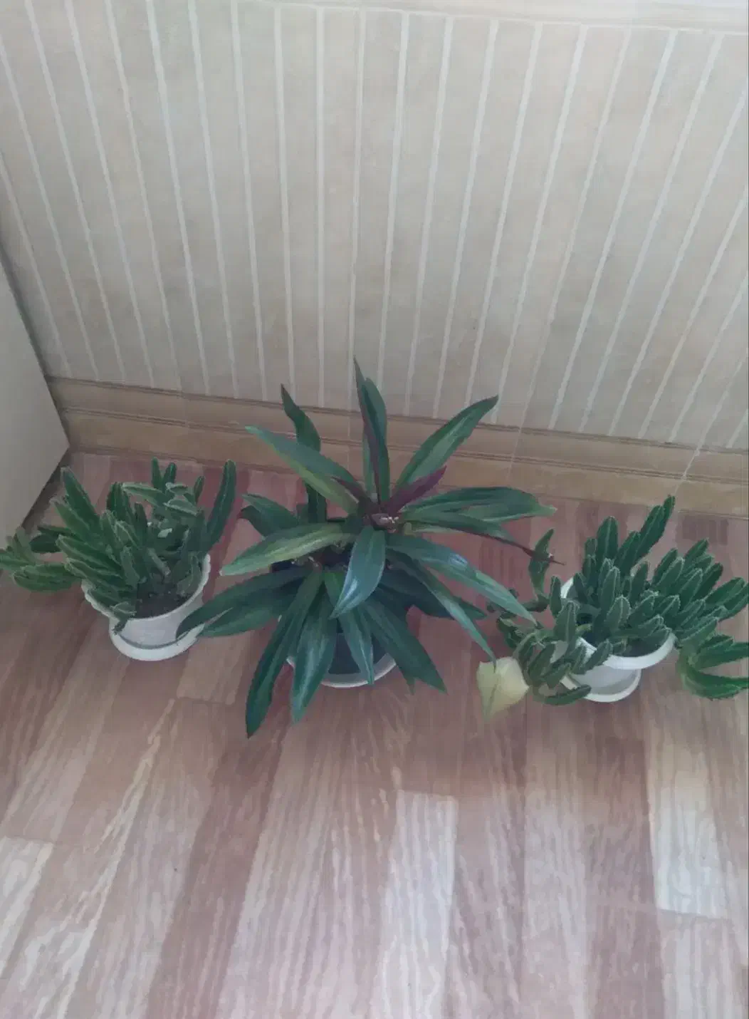 گل های زیبا|گل و گیاه طبیعی|مرند, |دیوار