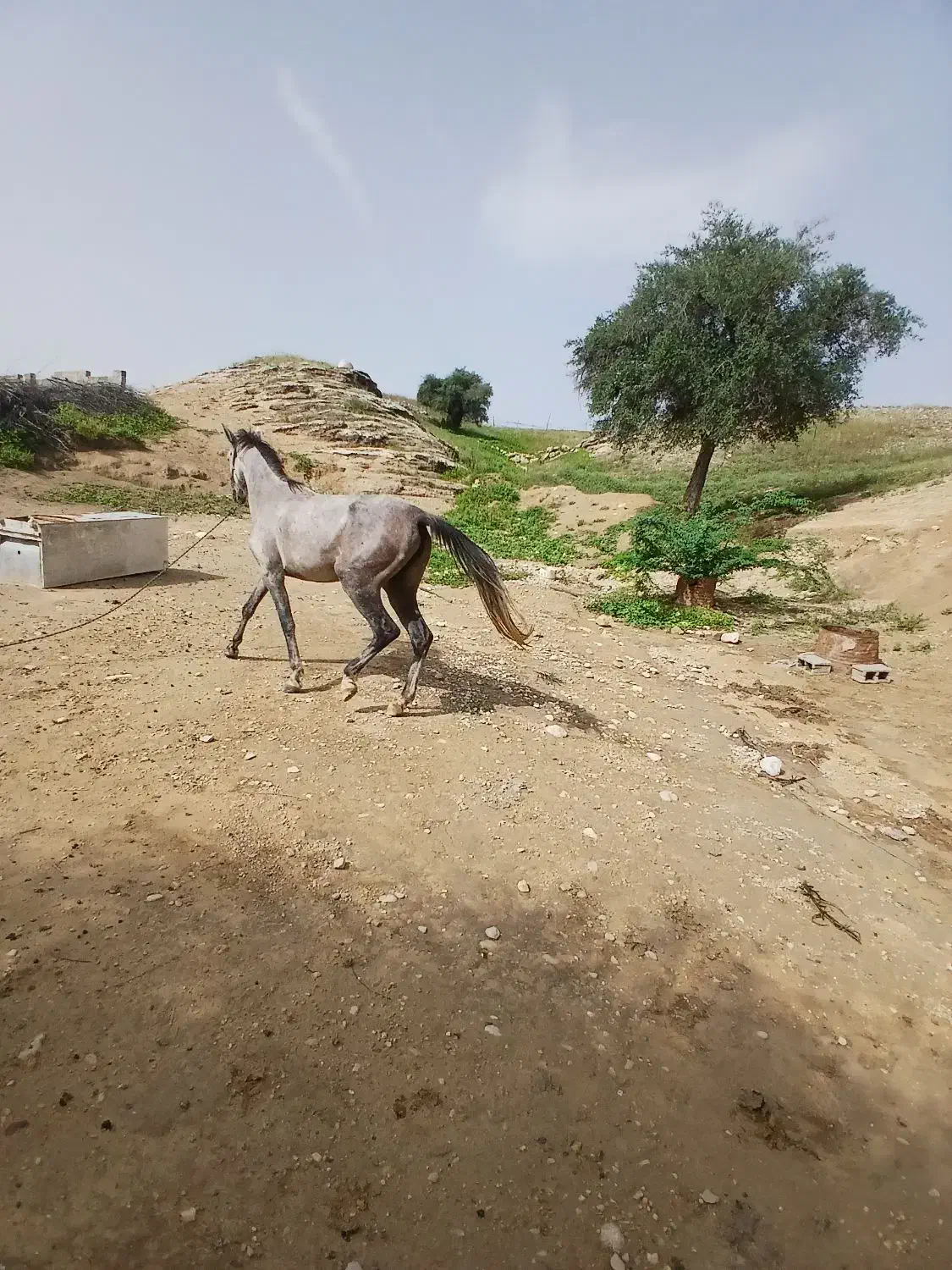 اسب|اسب و تجهیزات اسب‌سواری|خورموج, |دیوار