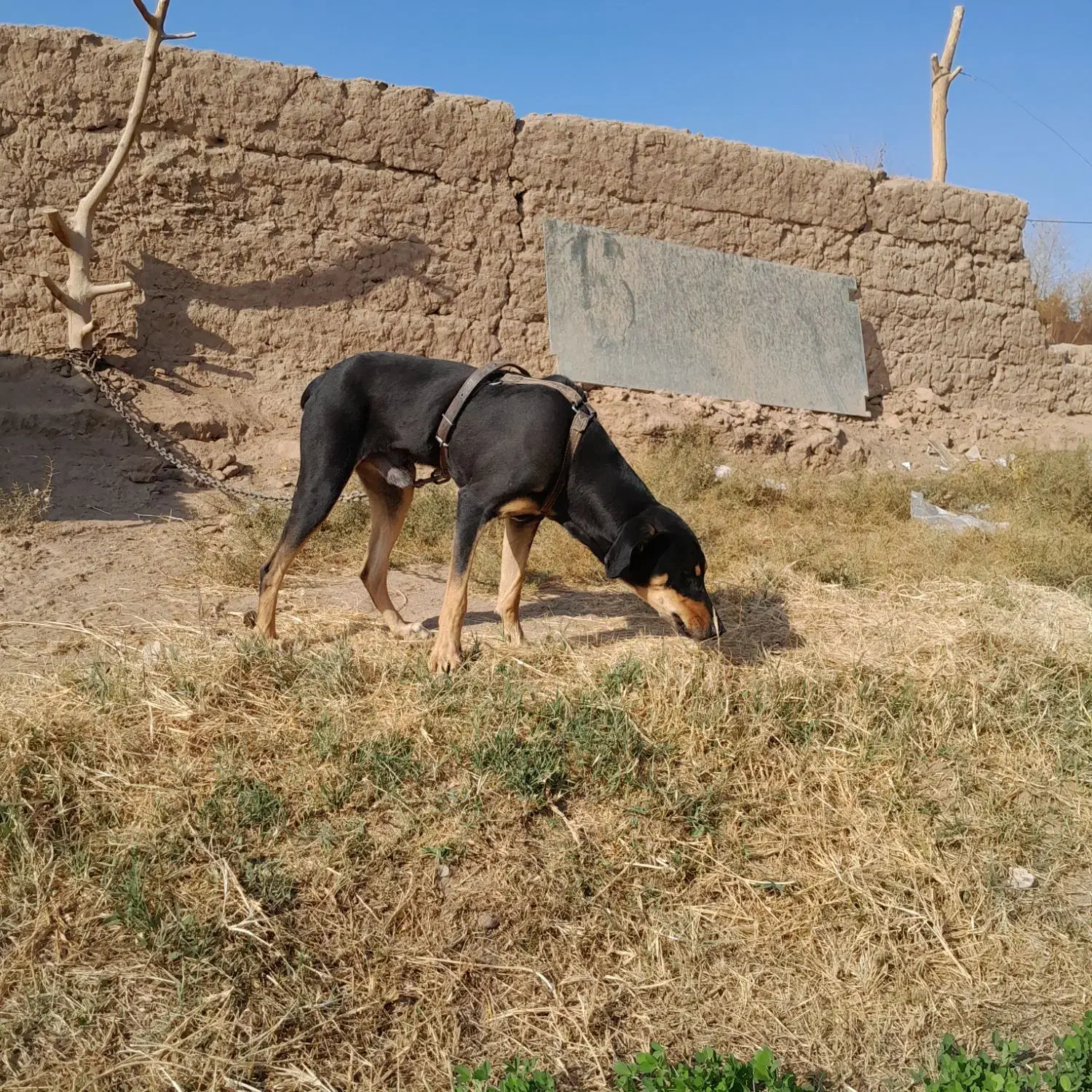 توله دوبرمن|سگ|یزد, |دیوار