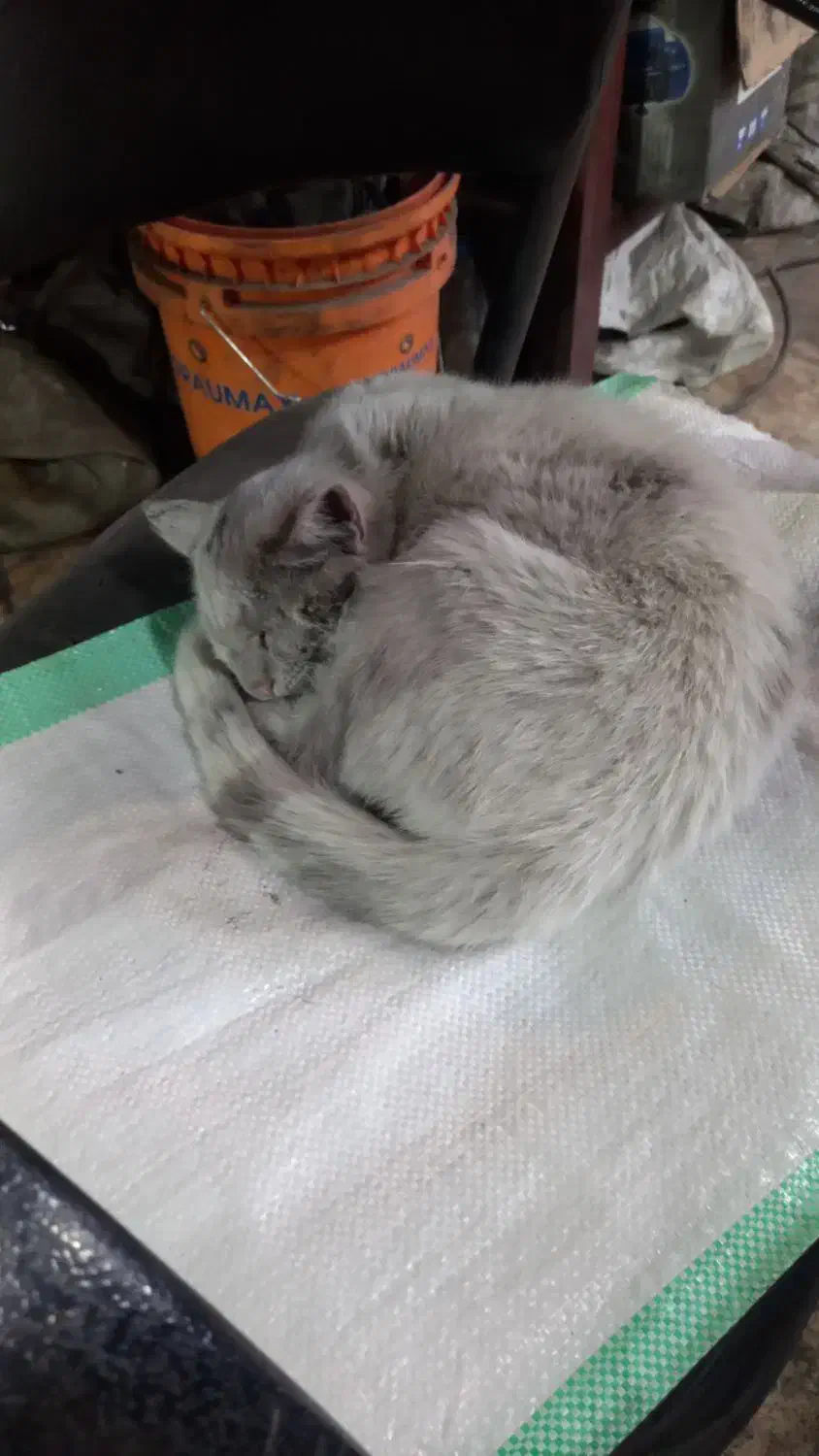 گربه|گربه|برخوار, |دیوار