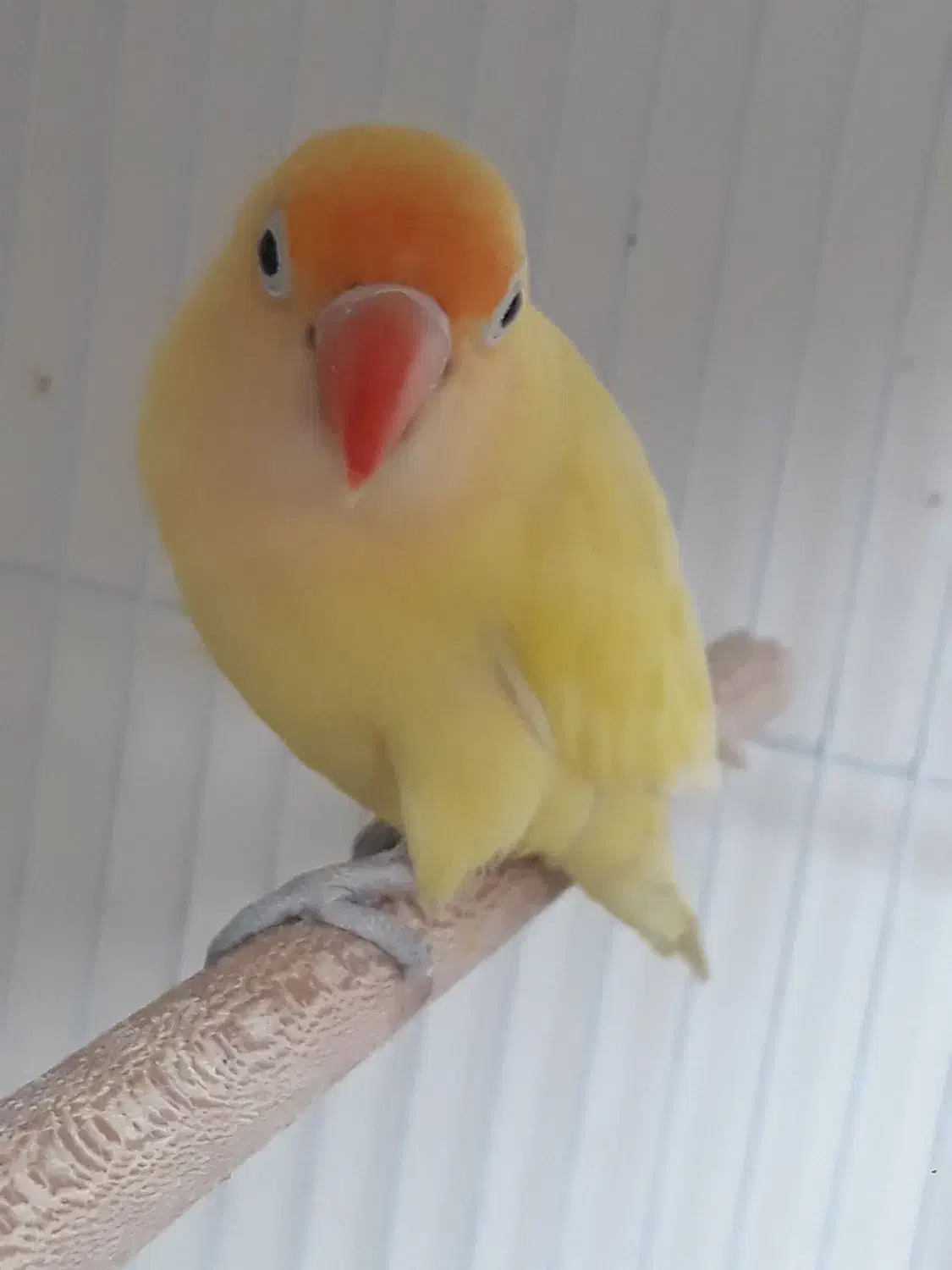 کوتوله نژاد دار|پرنده|مشهد, قائم|دیوار