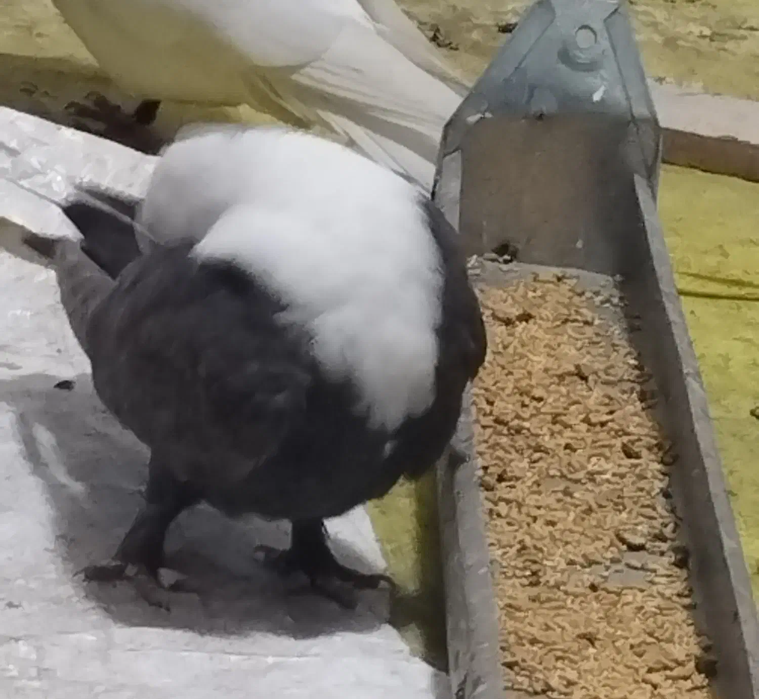 کبوتر|حیوانات|اندیمشک, |دیوار