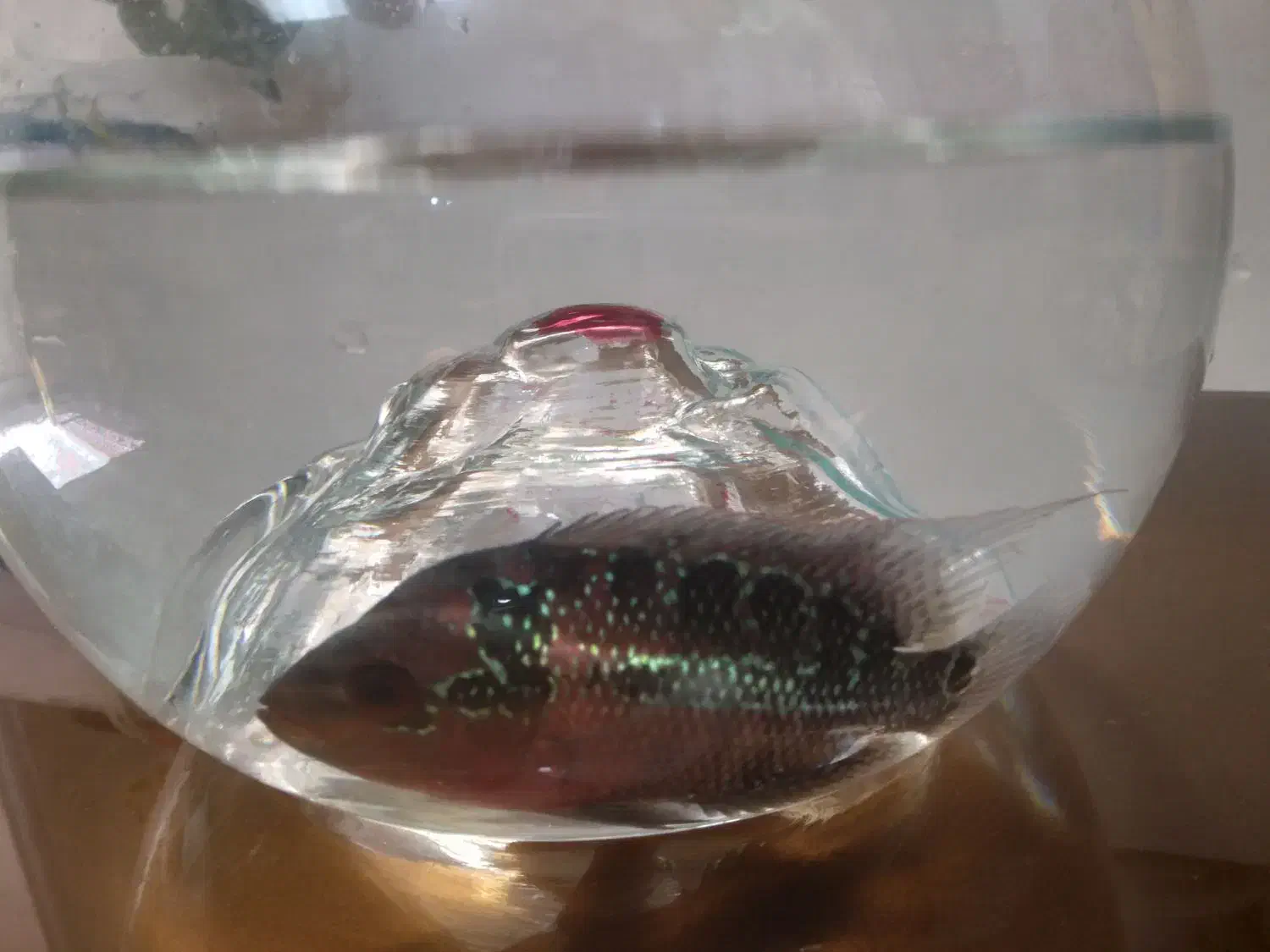 فلاور معاوضه با ماهی گیاه خوار|ماهی|تبریز, |دیوار