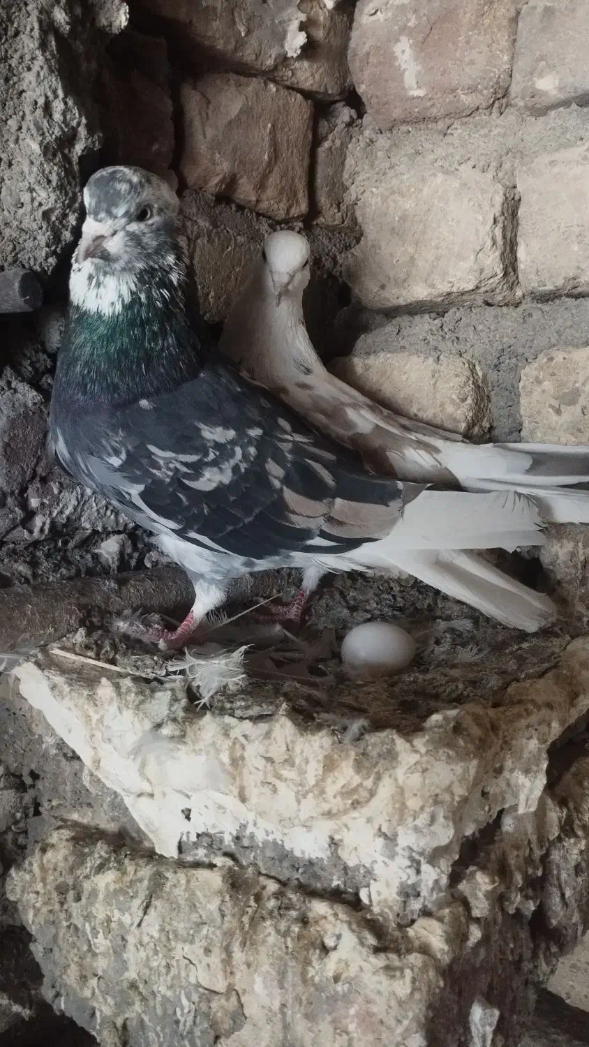 کبوتر|پرنده|گیان, |دیوار