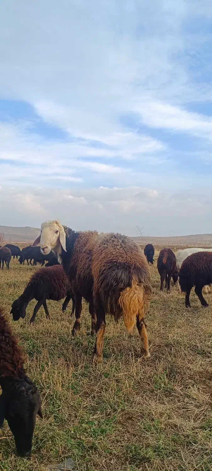 قوچ درجه افشار وزن بالای صدکیلو|حیوانات مزرعه|ملک‌آباد, |دیوار