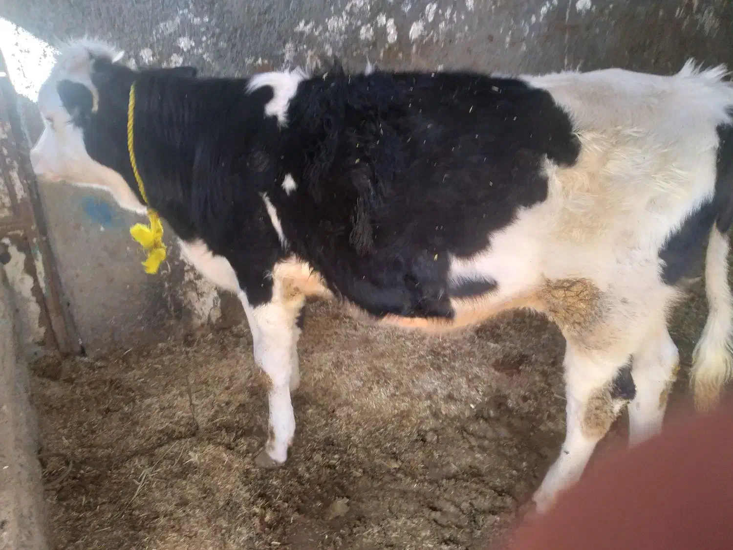 یک راس گوساله سیمینتال حدود۲۲۰کیلونر|حیوانات مزرعه|قیدار, |دیوار