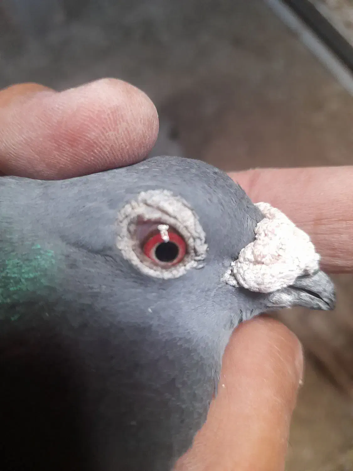 پولکی نر نژاد جانسون|پرنده|رشتخوار, |دیوار