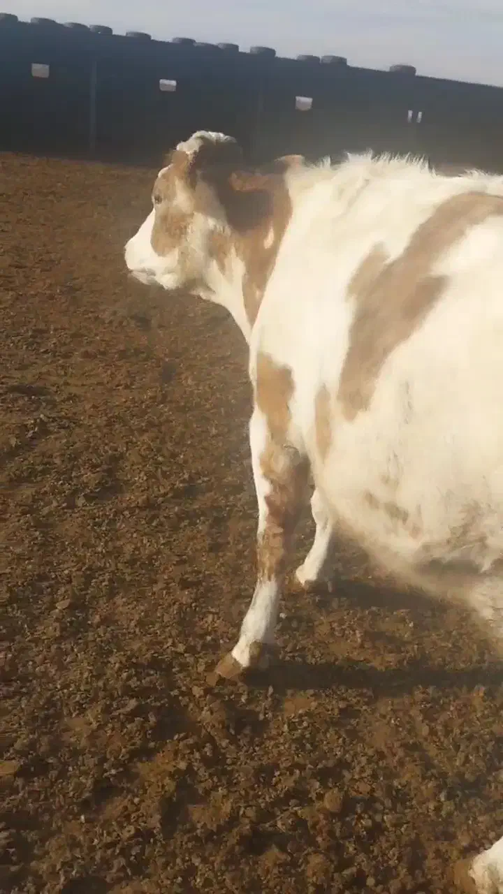 گاو گوساله تلیسه|حیوانات مزرعه|تربت جام, المهدی|دیوار