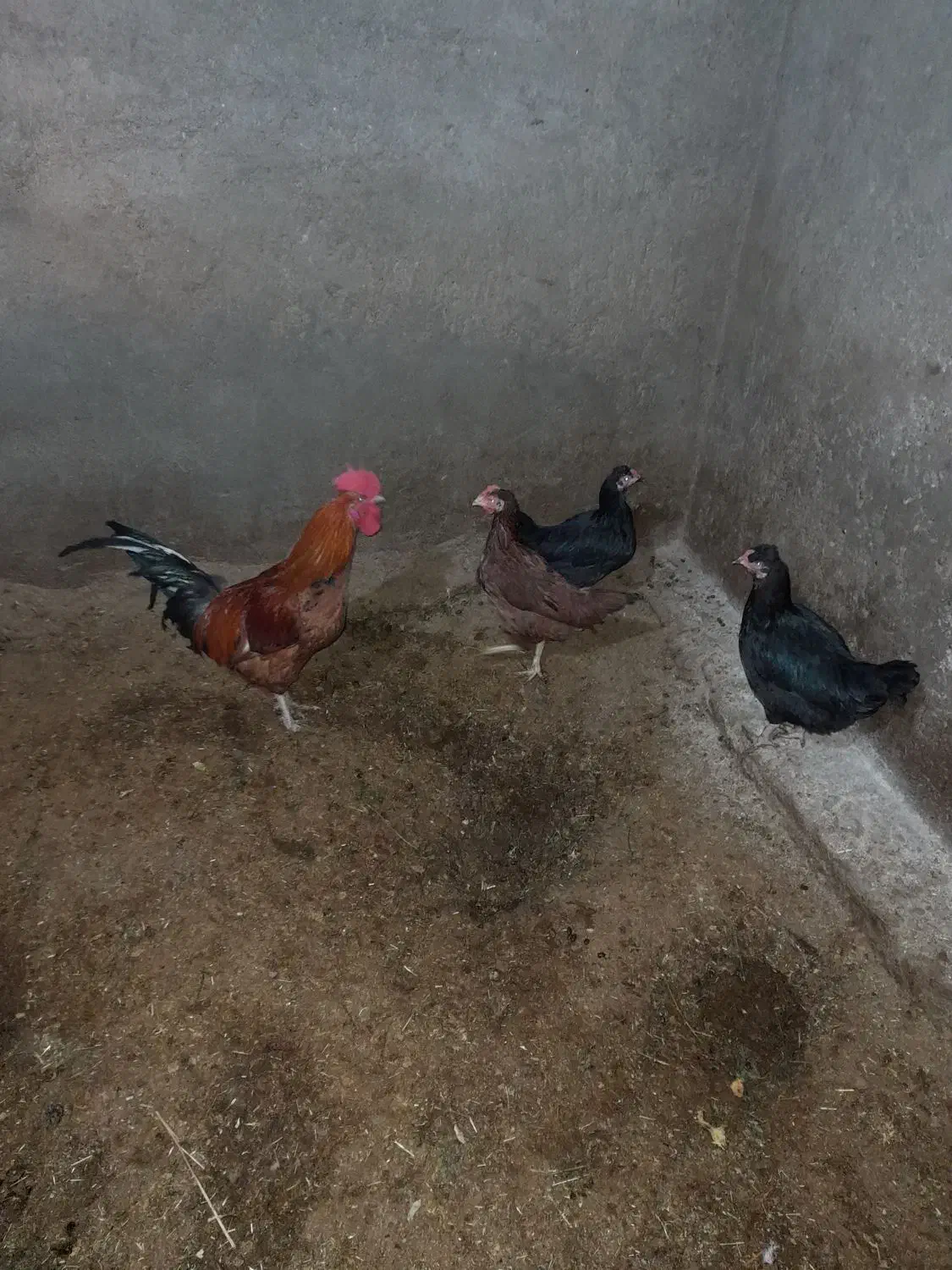 مرغ|پرنده|مود, |دیوار