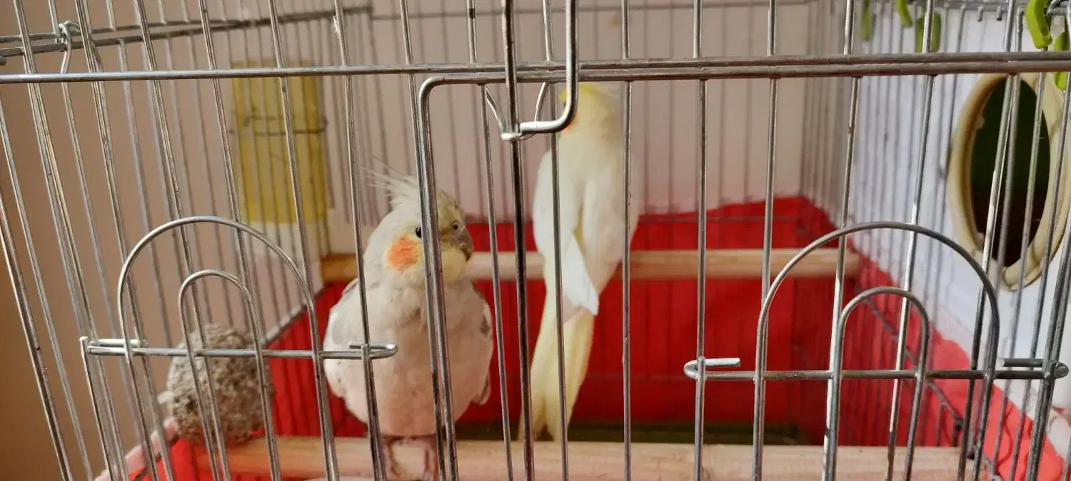 عروس هلندی|پرنده|اسدآباد, |دیوار