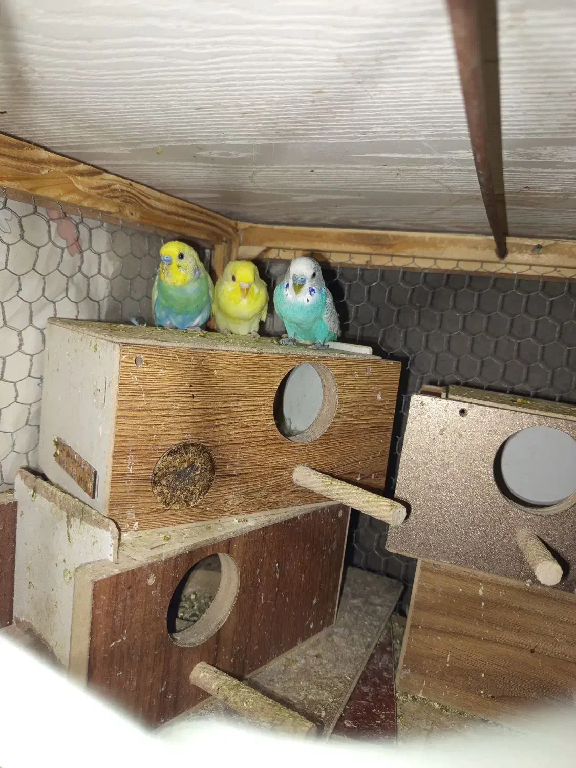 ۳جفت مرغ عشق رنگین کمانی وزرد هلندی خوشکل|پرنده|کرمان, |دیوار