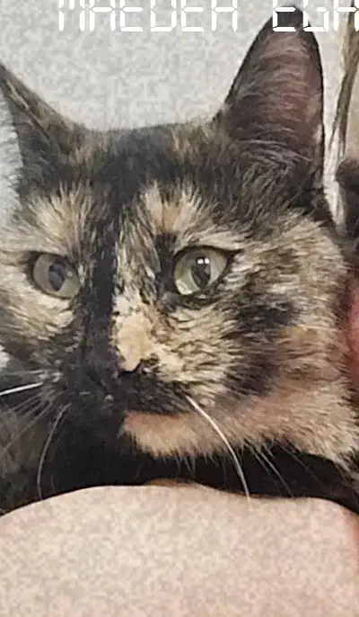 گمشده|حیوانات|ری, سیزده آبان|دیوار