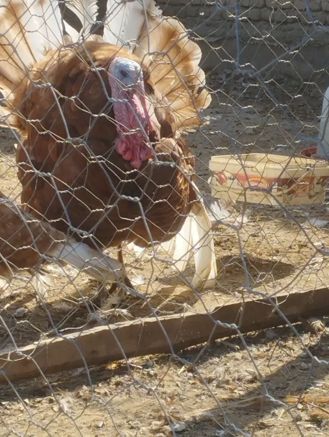 تخم بوقلمون بوربون|حیوانات مزرعه|سیمین شهر, |دیوار