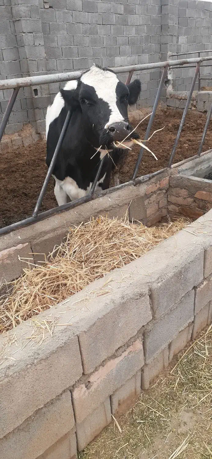 گاو شیری|حیوانات مزرعه|اسفراین, |دیوار
