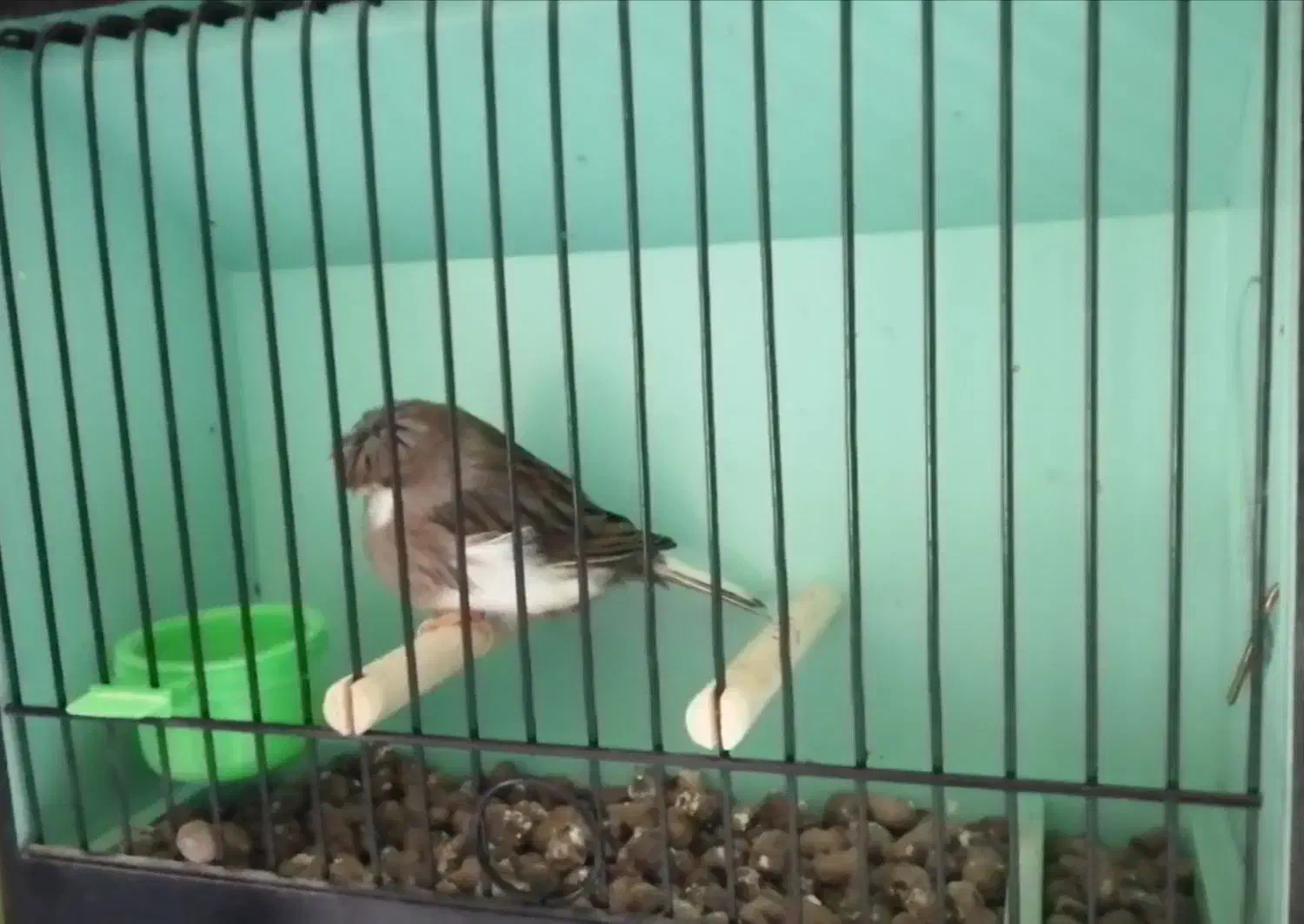 گلاستر اورجینال|پرنده|مشهد, احمدآباد|دیوار