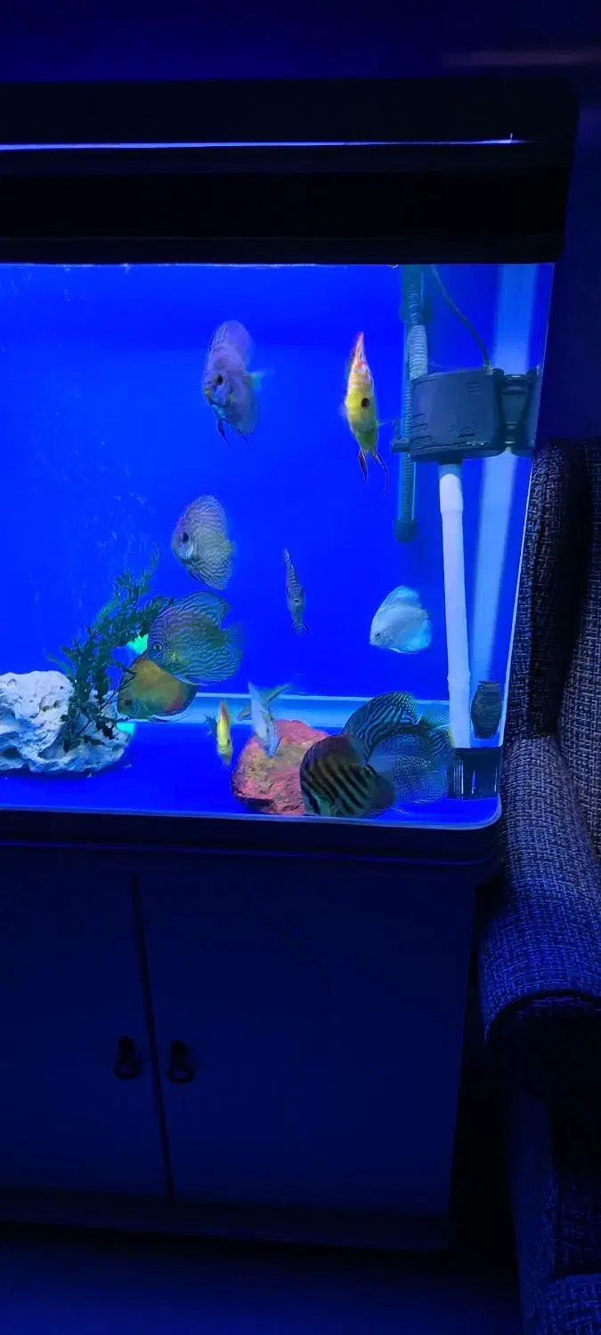 آکواریوم دلسا ۸۰ سانت و ماهی های دیسکس|ماهی|اصفهان, سپاهانشهر|دیوار