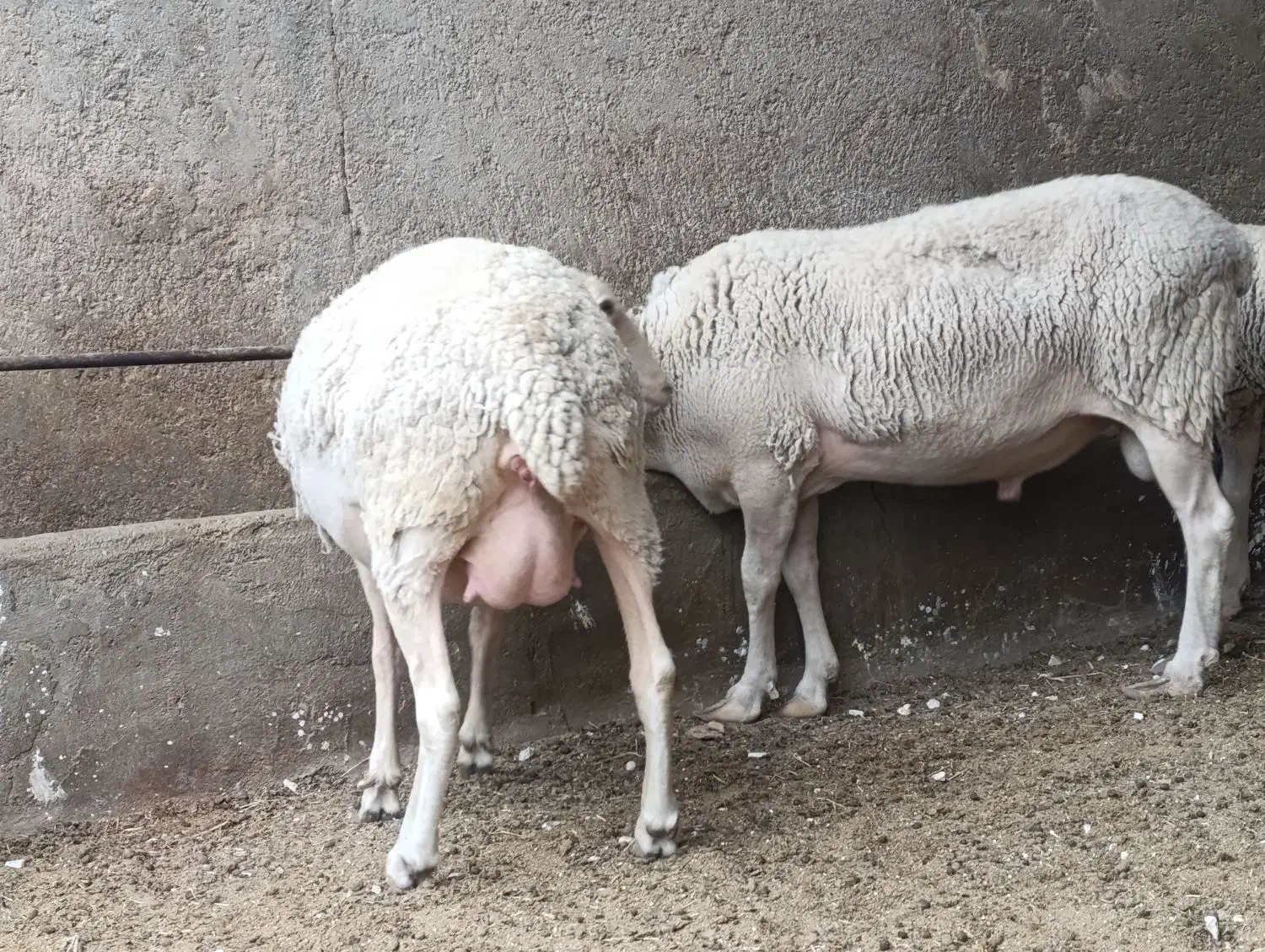 قوچ لاکن|حیوانات مزرعه|اشکذر, |دیوار