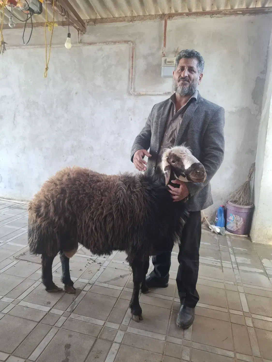 گوسفند زنده زیر نظر دامپزشکی وباپلاک کد بهداشت|حیوانات مزرعه|مشهد, نوید|دیوار