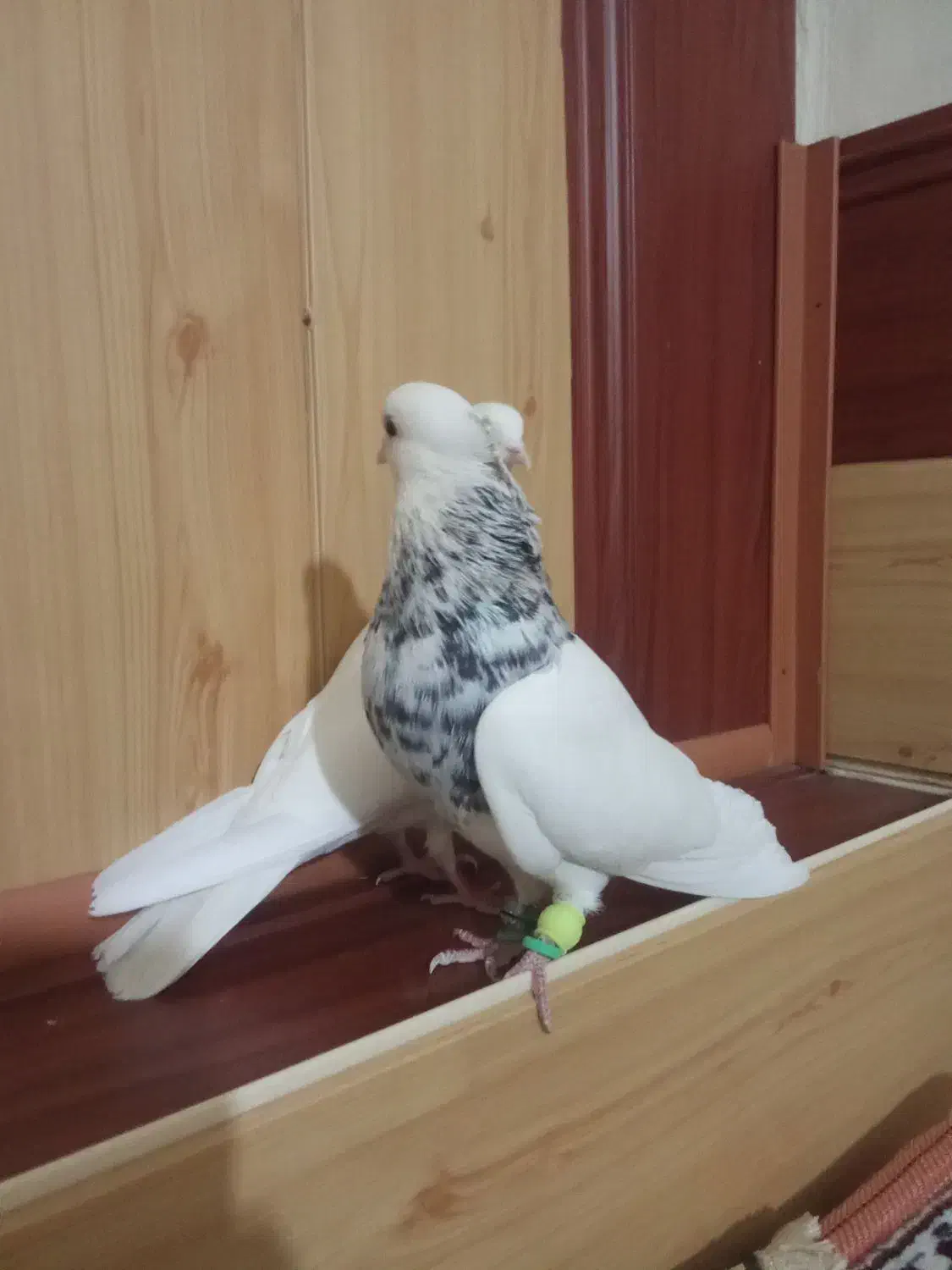 طوقی الماسی|پرنده|گلمکان, |دیوار