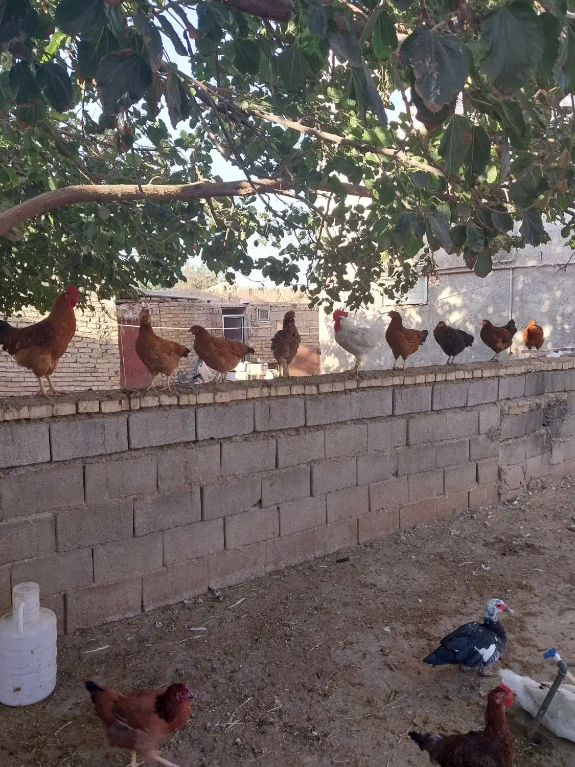 مرغ خروس و بوقلمون محلی و سیکا خارجی|حیوانات مزرعه|آشخانه, |دیوار