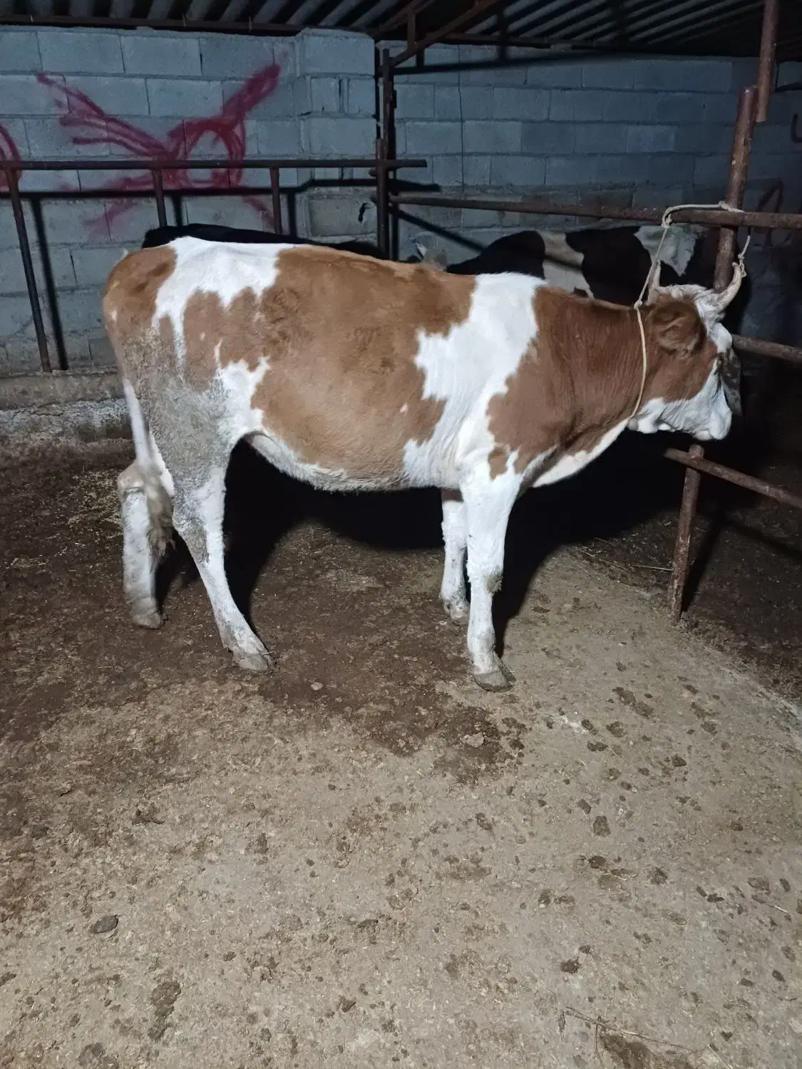 تلیسه دورگ سیمینتال چاق چاق گوساله گاو|حیوانات مزرعه|گمیشان, |دیوار