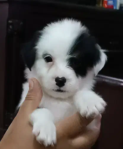 توله شیتزو پیکینیز میکس|سگ|جیرفت, |دیوار