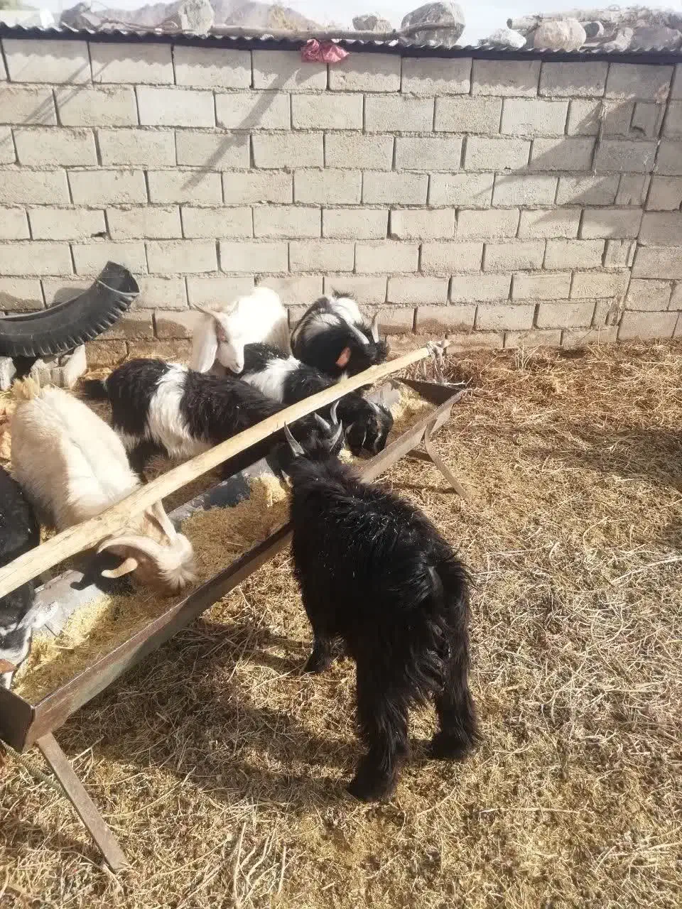 تعدای کهره وچبش نر|حیوانات مزرعه|حنا, |دیوار