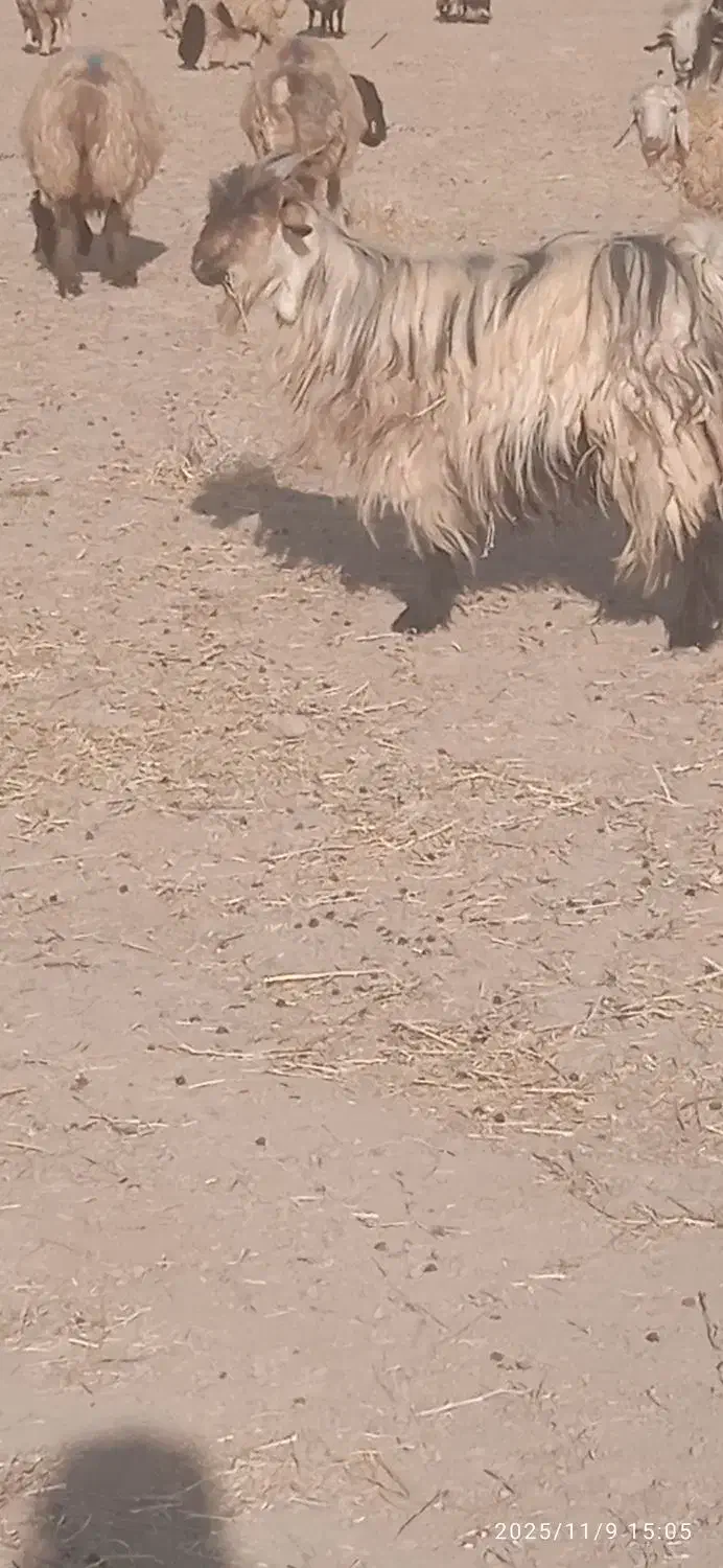 بز آبستن|حیوانات مزرعه|مرودشت, محمد آباد|دیوار