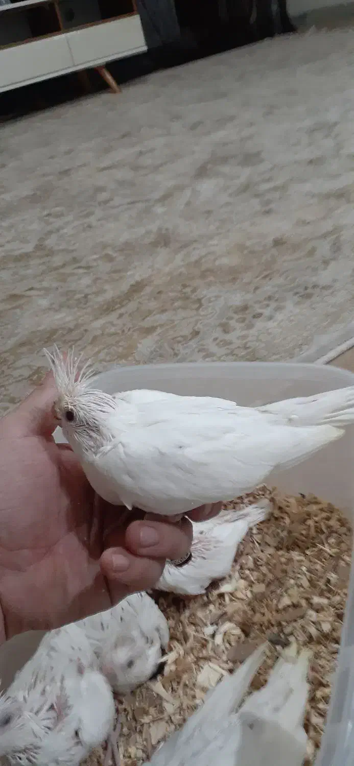 جوجه سرلاکی عروس هلندی البنیو|پرنده|ایلام, |دیوار