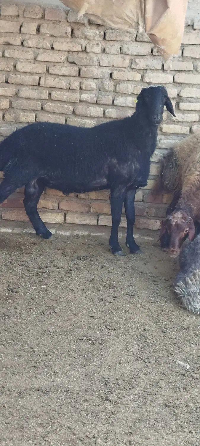 قوچ بره|حیوانات مزرعه|کویرات, |دیوار