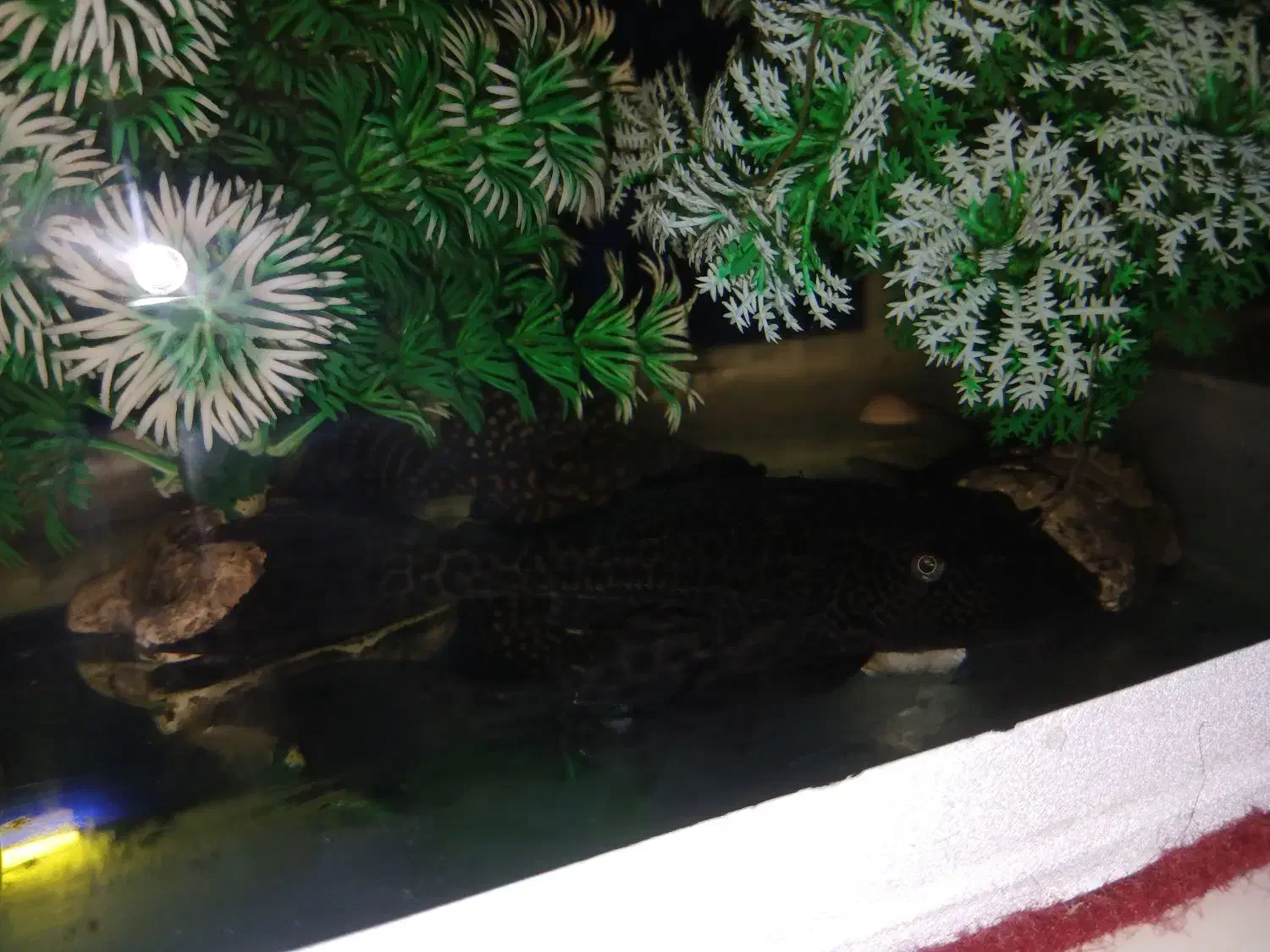 ماهی آکواریم|ماهی|محمدیه-قزوین, |دیوار