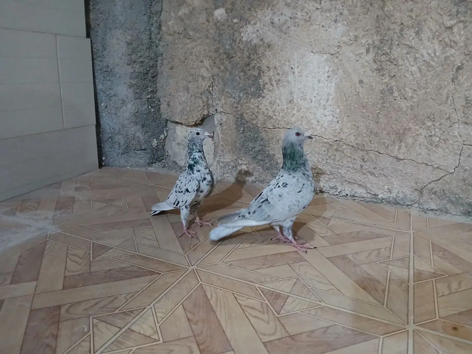 کبوتر|پرنده|آبپخش, |دیوار