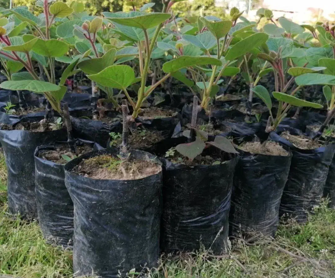 با سلامفروش ۵۰ عدد نهال کیوی هایوارد ۳ ساله|گل و گیاه طبیعی|تالش, هشتپر|دیوار